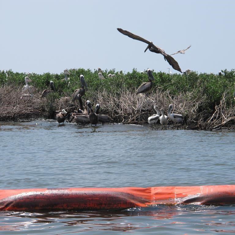 Ruling could mean trials against Big Oil over state wetlands